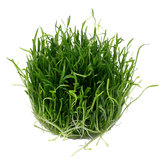 040 TC South American Turf Lilaeopsis brasiliensis